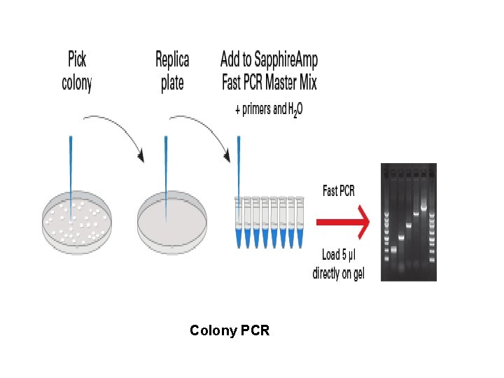Colony PCR 