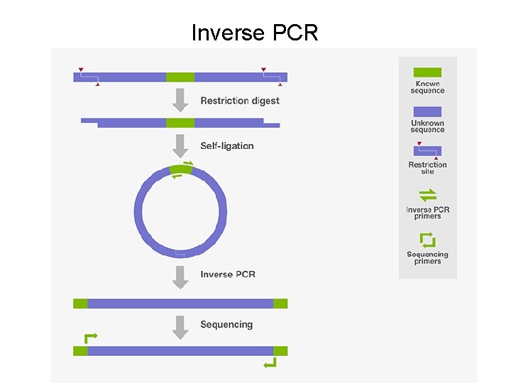 Inverse PCR 