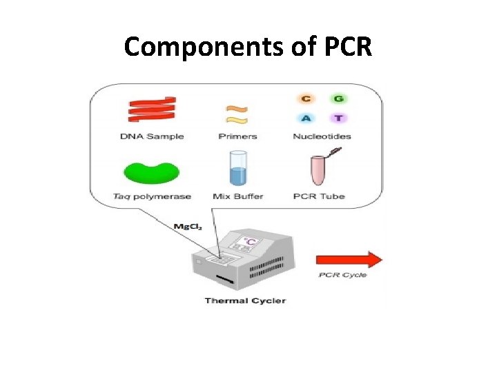 Components of PCR 