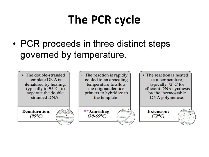 The PCR cycle • PCR proceeds in three distinct steps governed by temperature. 