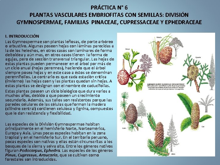 PRÁCTICA N° 6 PLANTAS VASCULARES EMBRIOFITAS CON SEMILLAS: DIVISIÓN GYMNOSPERMAE, FAMILIAS PINACEAE, CUPRESSACEAE Y