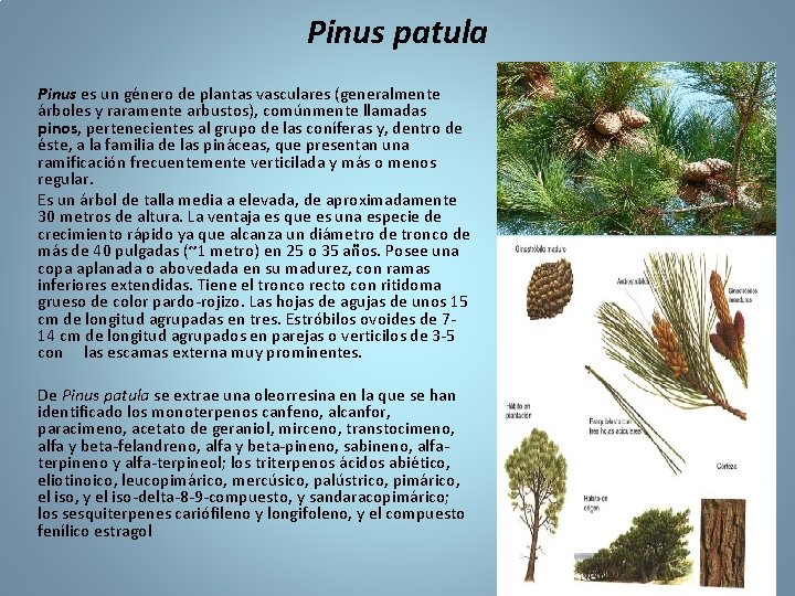 Pinus patula Pinus es un género de plantas vasculares (generalmente árboles y raramente arbustos),