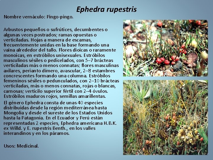 Nombre vernáculo: Pingo-pingo. Ephedra rupestris Arbustos pequeños o sufrútices, decumbentes o algunas veces postrados;