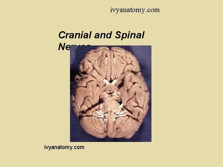 ivyanatomy. com Cranial and Spinal Nerves ivyanatomy. com ivyanatomy. com Cranial and Spinal Nerves ivyanatomy. com