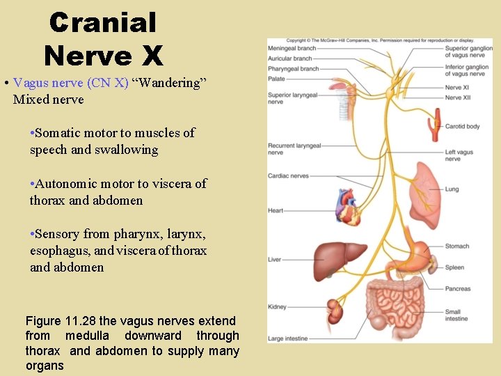 Cranial Nerve X • Vagus nerve (CN X) “Wandering” Mixed nerve • Somatic motor Cranial Nerve X • Vagus nerve (CN X) “Wandering” Mixed nerve • Somatic motor