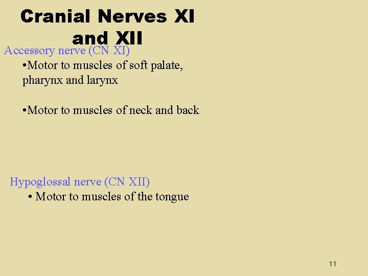 Cranial Nerves XI and XII Accessory nerve (CN XI) • Motor to muscles of Cranial Nerves XI and XII Accessory nerve (CN XI) • Motor to muscles of