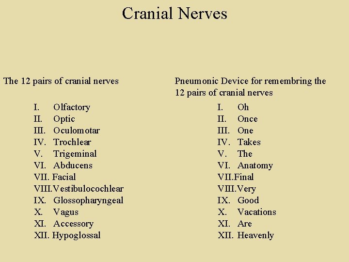 Cranial Nerves The 12 pairs of cranial nerves I. Olfactory II. Optic III. Oculomotar Cranial Nerves The 12 pairs of cranial nerves I. Olfactory II. Optic III. Oculomotar