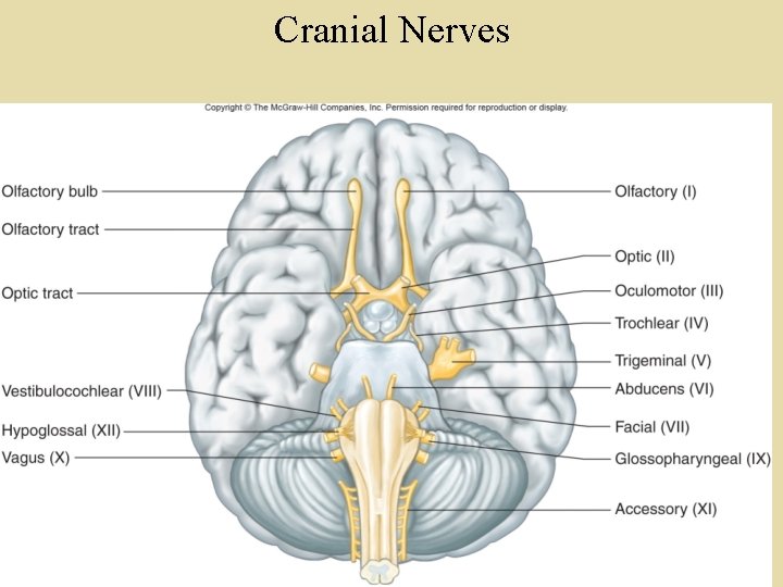 Cranial Nerves Cranial Nerves