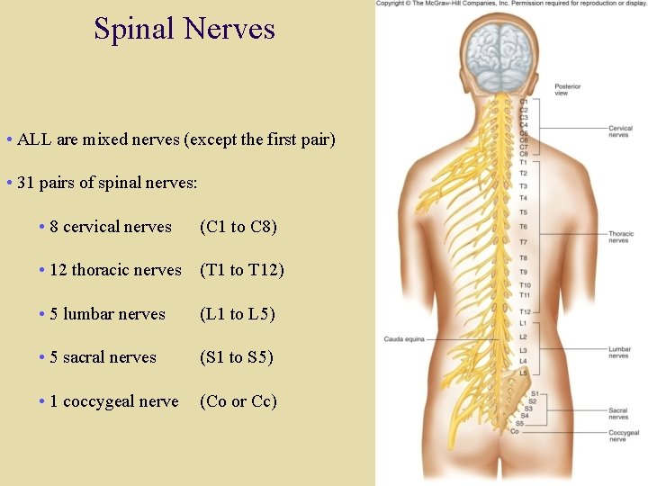 Spinal Nerves • ALL are mixed nerves (except the first pair) • 31 pairs Spinal Nerves • ALL are mixed nerves (except the first pair) • 31 pairs