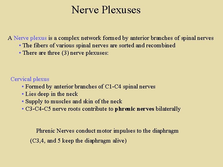 Nerve Plexuses A Nerve plexus is a complex network formed by anterior branches of Nerve Plexuses A Nerve plexus is a complex network formed by anterior branches of