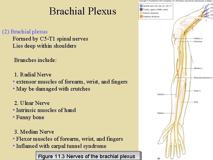 Brachial Plexus (2) Brachial plexus Formed by C 5 -T 1 spinal nerves Lies Brachial Plexus (2) Brachial plexus Formed by C 5 -T 1 spinal nerves Lies