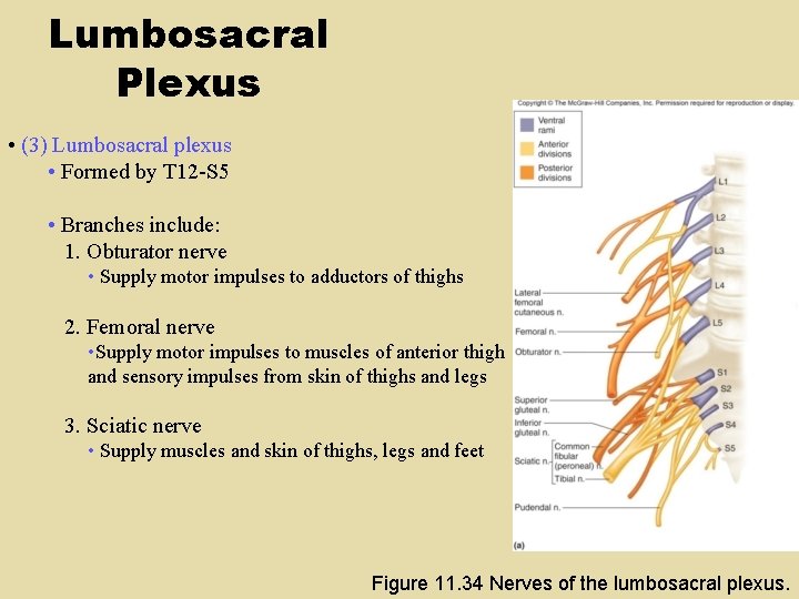 Lumbosacral Plexus • (3) Lumbosacral plexus • Formed by T 12 -S 5 • Lumbosacral Plexus • (3) Lumbosacral plexus • Formed by T 12 -S 5 •