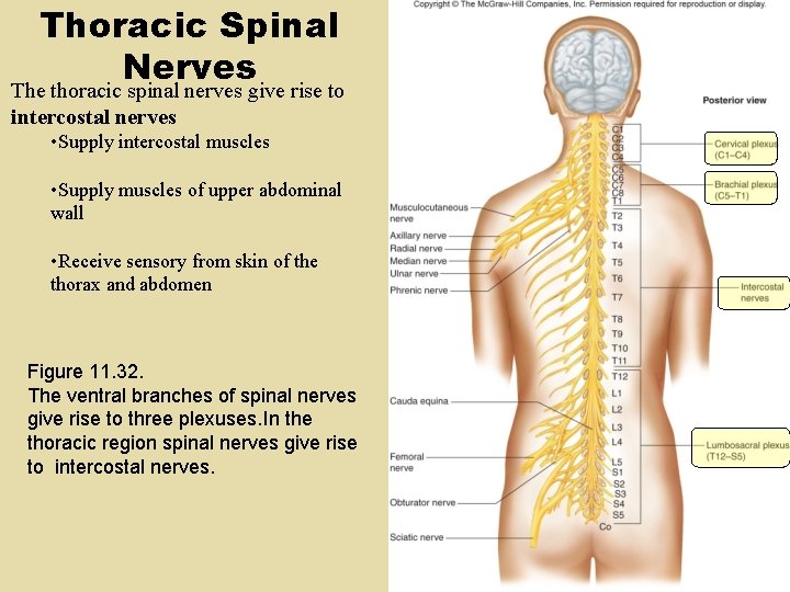 Thoracic Spinal Nerves The thoracic spinal nerves give rise to intercostal nerves • Supply Thoracic Spinal Nerves The thoracic spinal nerves give rise to intercostal nerves • Supply