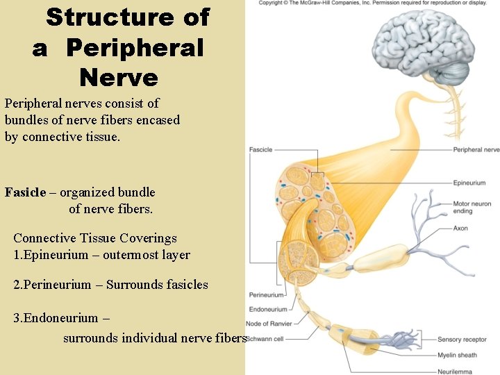 Structure of a Peripheral Nerve Peripheral nerves consist of bundles of nerve fibers encased Structure of a Peripheral Nerve Peripheral nerves consist of bundles of nerve fibers encased