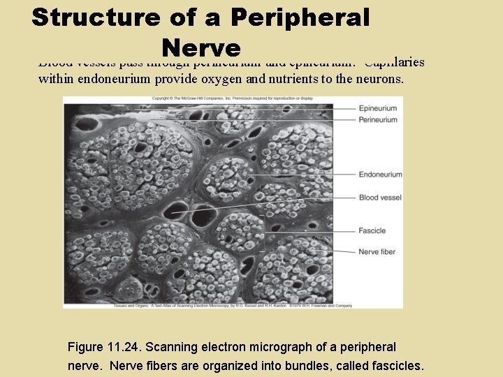 Structure of a Peripheral Nerve Blood vessels pass through perineurium and epineurium. Capillaries within Structure of a Peripheral Nerve Blood vessels pass through perineurium and epineurium. Capillaries within