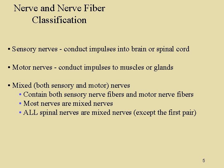 Nerve and Nerve Fiber Classification • Sensory nerves - conduct impulses into brain or Nerve and Nerve Fiber Classification • Sensory nerves - conduct impulses into brain or