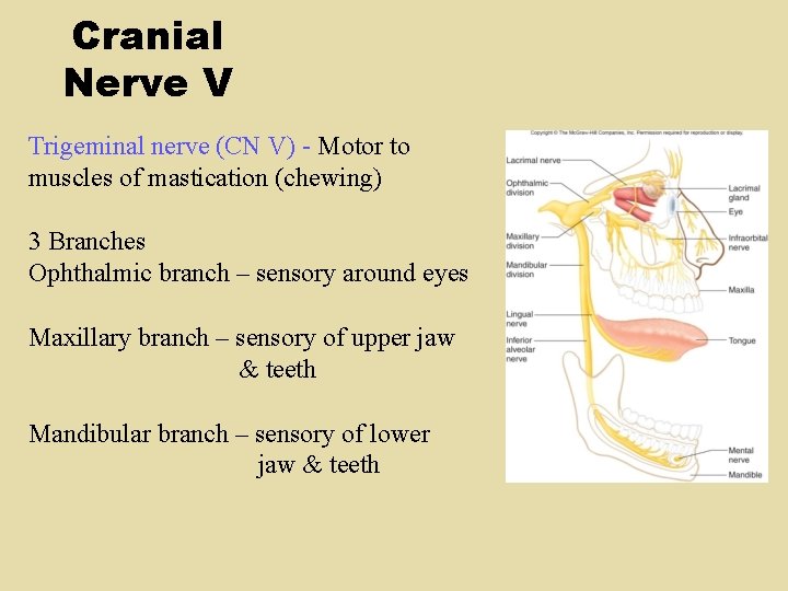 Cranial Nerve V Trigeminal nerve (CN V) - Motor to muscles of mastication (chewing) Cranial Nerve V Trigeminal nerve (CN V) - Motor to muscles of mastication (chewing)