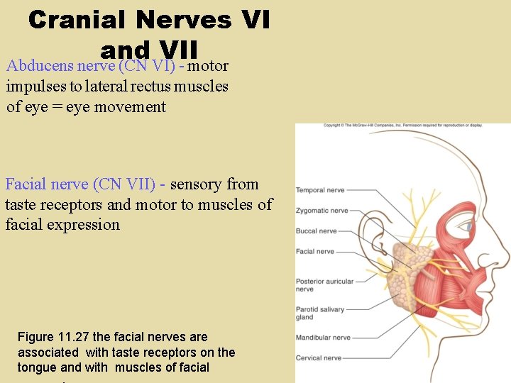 Cranial Nerves VI and VII Abducens nerve (CN VI) - motor impulses to lateral Cranial Nerves VI and VII Abducens nerve (CN VI) - motor impulses to lateral