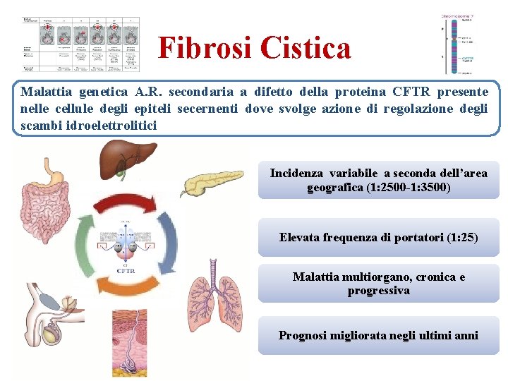 Fibrosi Cistica Malattia genetica A. R. secondaria a difetto della proteina CFTR presente nelle