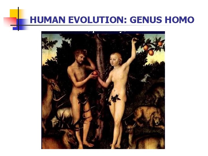 HUMAN EVOLUTION: GENUS HOMO 