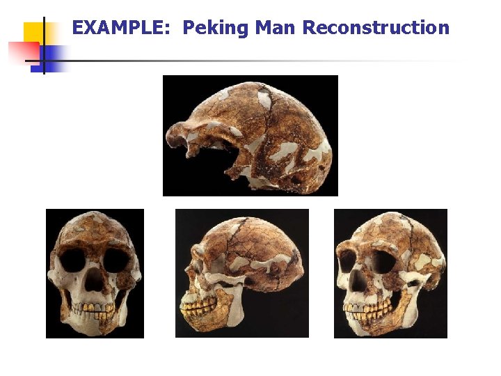 EXAMPLE: Peking Man Reconstruction 