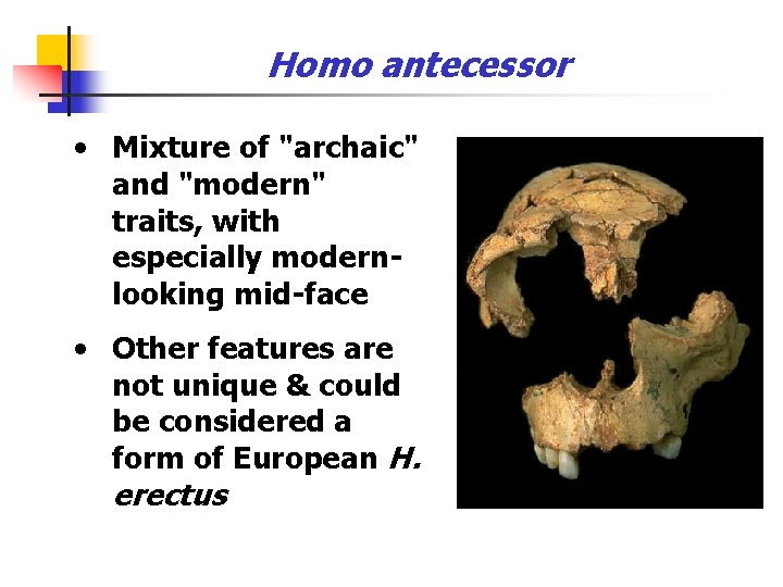 Homo antecessor • Mixture of "archaic" and "modern" traits, with especially modernlooking mid-face •