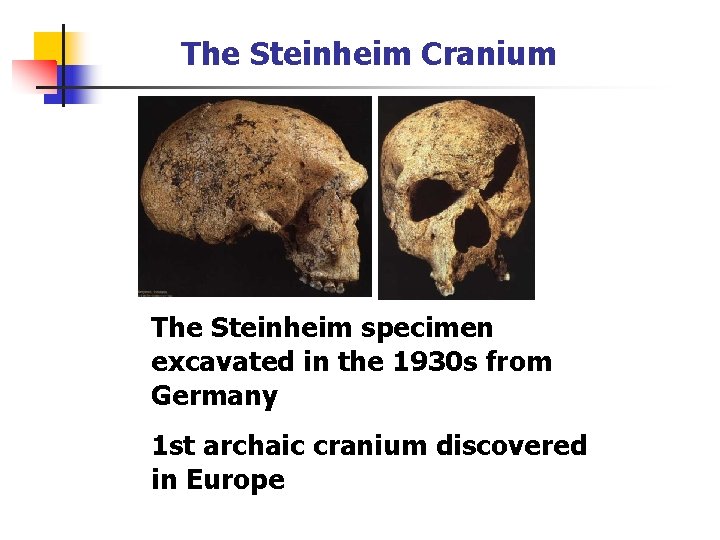 The Steinheim Cranium The Steinheim specimen excavated in the 1930 s from Germany 1