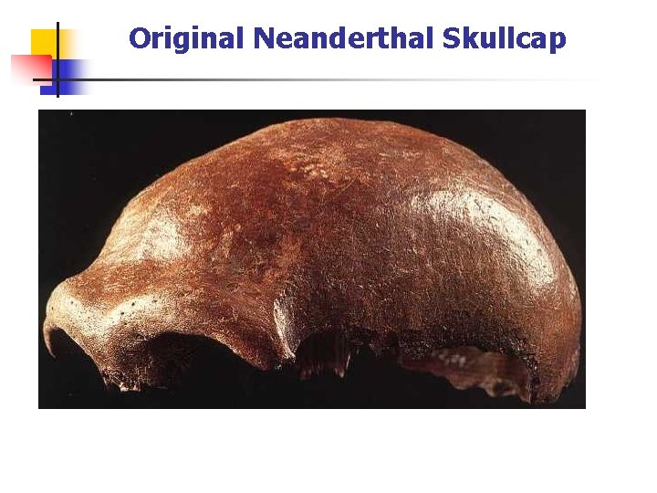 Original Neanderthal Skullcap 