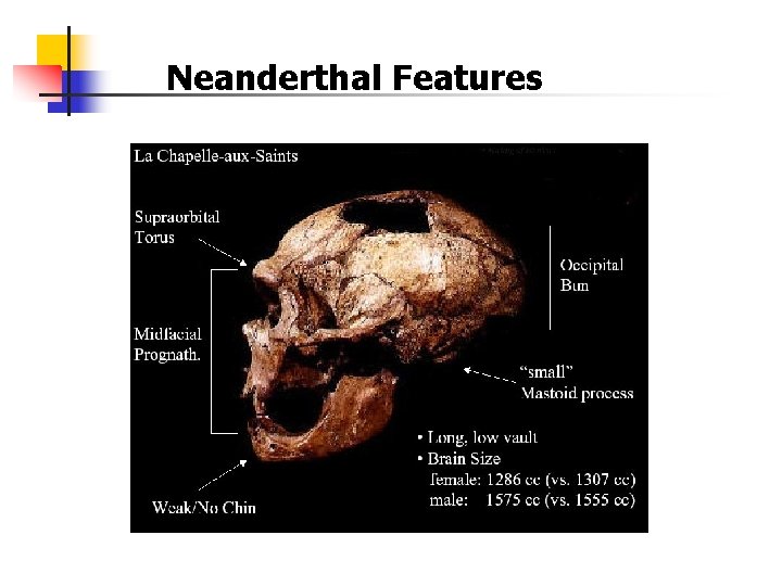 Neanderthal Features 