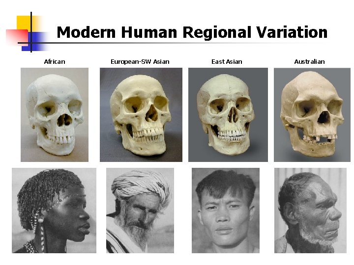 Modern Human Regional Variation African European-SW Asian East Asian Australian 