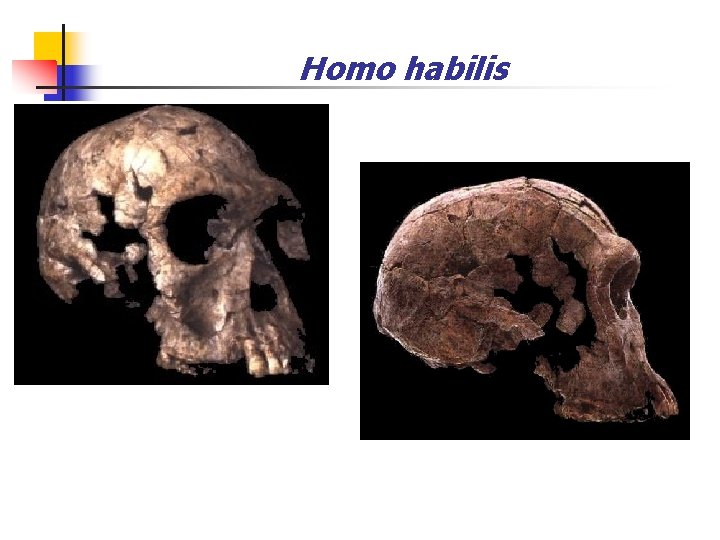 Homo habilis 