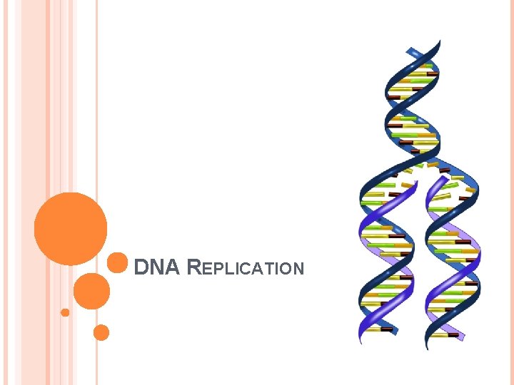 DNA REPLICATION 