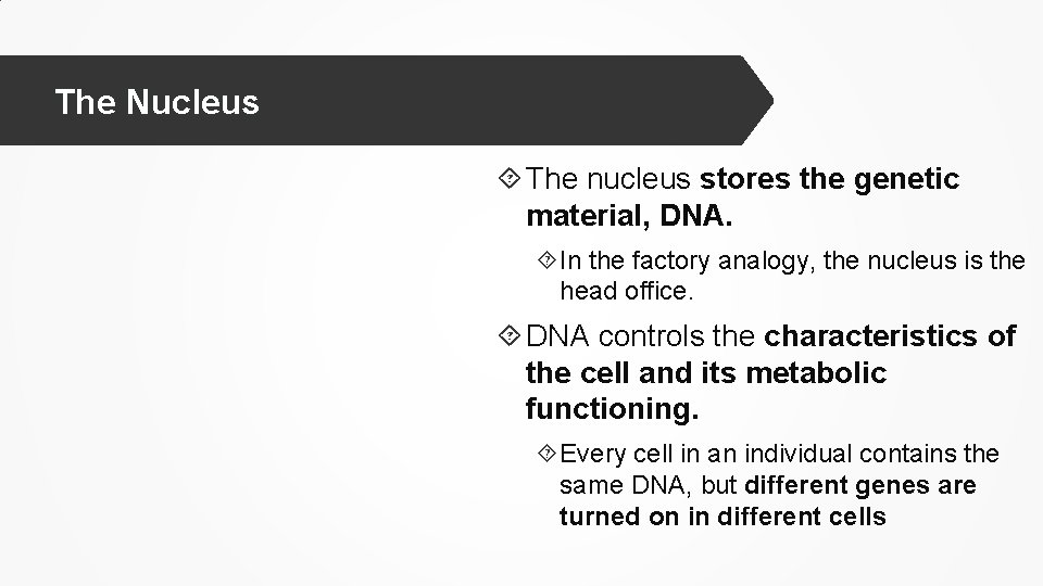 Store Nucleus The Cell Ms Martel 2 1 THE CELLULAR