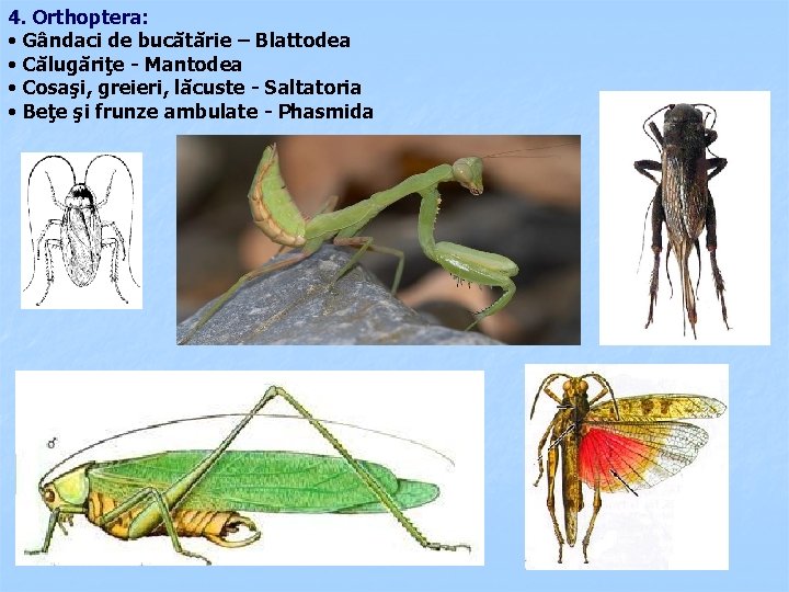 4. Orthoptera: • Gândaci de bucătărie – Blattodea • Călugăriţe - Mantodea • Cosaşi,