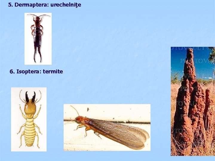 5. Dermaptera: urechelniţe 6. Isoptera: termite 