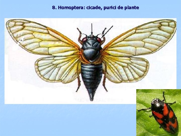 8. Homoptera: cicade, purici de plante 