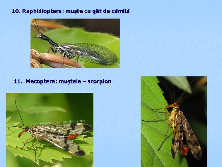 10. Raphidioptera: muşte cu gât de cămilă 11. Mecoptera: muştele – scorpion 