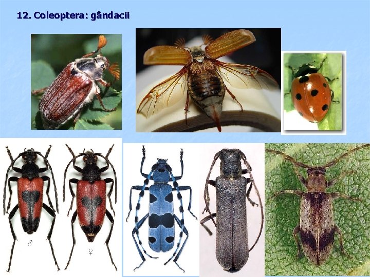 12. Coleoptera: gândacii 