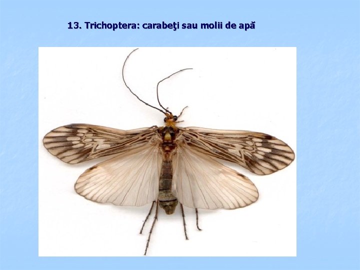 13. Trichoptera: carabeţi sau molii de apă 