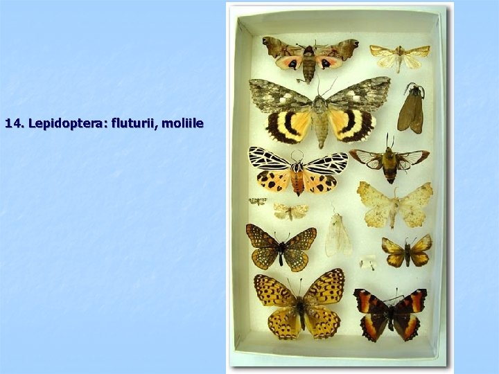 14. Lepidoptera: fluturii, moliile 