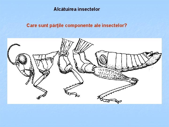 Alcătuirea insectelor Care sunt părţile componente ale insectelor? 