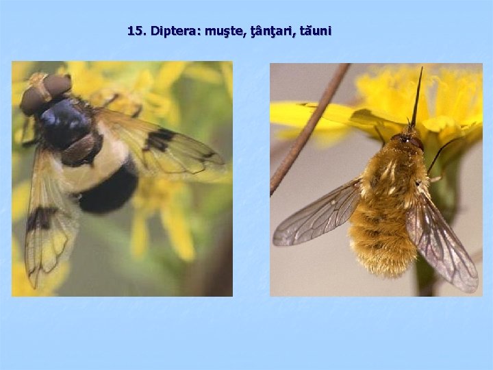 15. Diptera: muşte, ţânţari, tăuni 