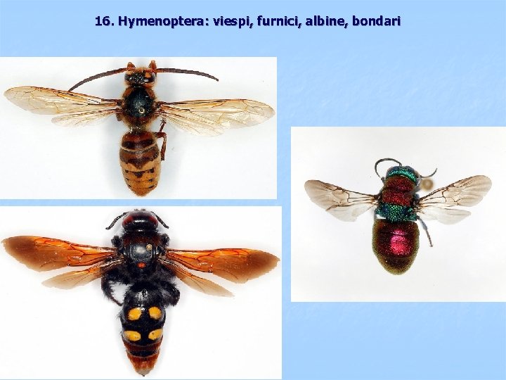 16. Hymenoptera: viespi, furnici, albine, bondari 