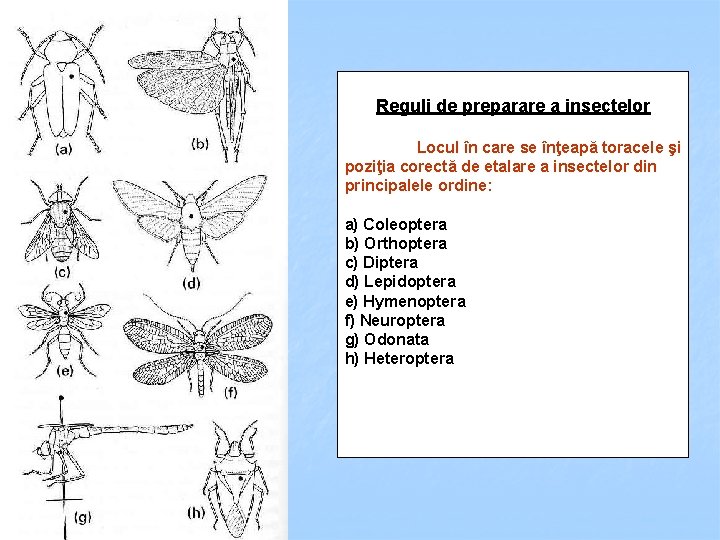 Reguli de preparare a insectelor Locul în care se înţeapă toracele şi poziţia corectă