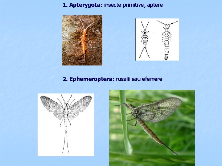 1. Apterygota: insecte primitive, aptere 2. Ephemeroptera: rusalii sau efemere 