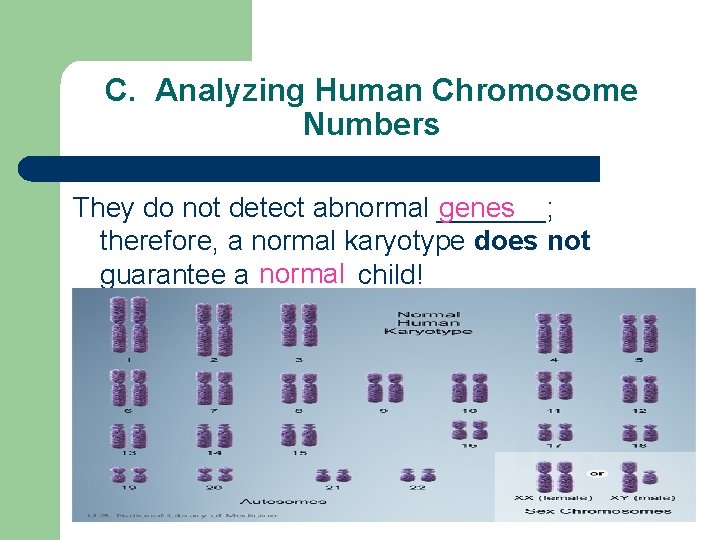C. Analyzing Human Chromosome Numbers They do not detect abnormal _______; genes therefore, a