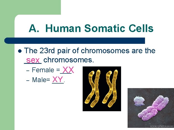 A. Human Somatic Cells l The 23 rd pair of chromosomes are the ____