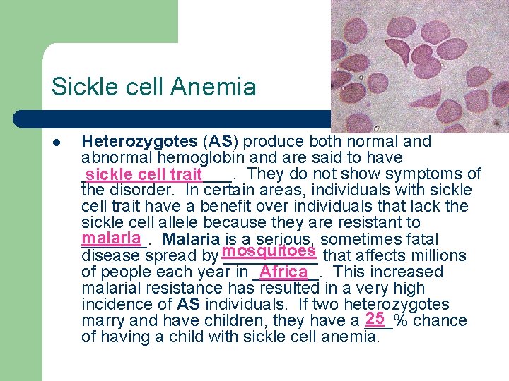 Sickle cell Anemia l Heterozygotes (AS) produce both normal and abnormal hemoglobin and are