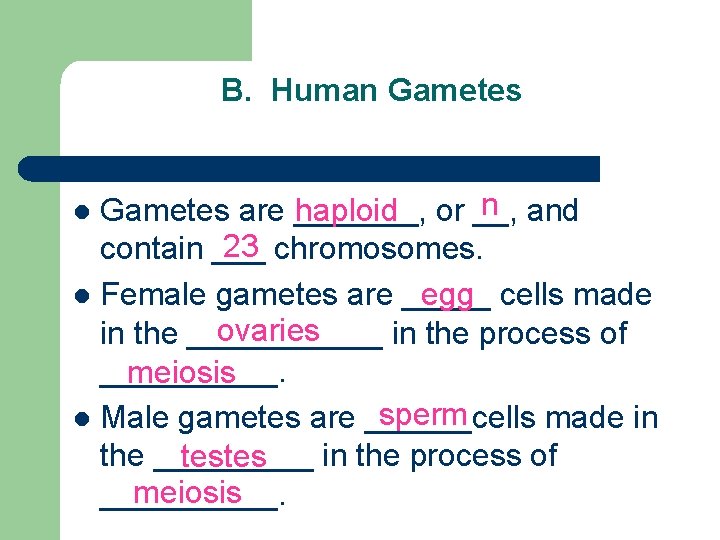 B. Human Gametes n and Gametes are _______, haploid or __, 23 chromosomes. contain