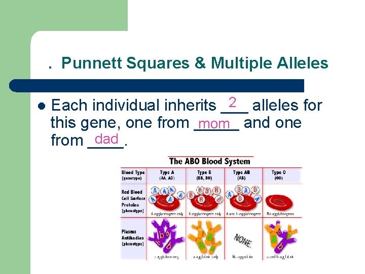 . Punnett Squares & Multiple Alleles l 2 alleles for Each individual inherits ___